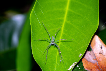 Green Lynx Spider