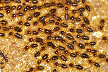 Large colony of termites in the jungle of Thailand