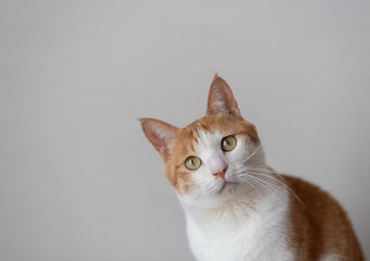 見つめる猫　茶トラ白