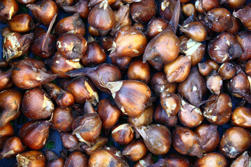 Dry bulbs of a colchicum of the different sizes lie an even layer.
