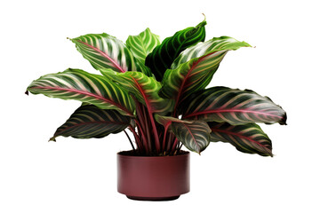 Tropical Tranquility: Embracing the Calathea Plant isolated on transparent background - obrazy, fototapety, plakaty