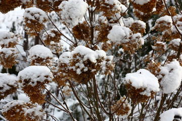 Dry inflorescences of a hydrangea paniculata are covered by caps of fluffy fresh snow. Winter decor.
