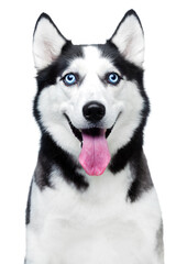 Husky dog with blue eyes, portrait on a white background