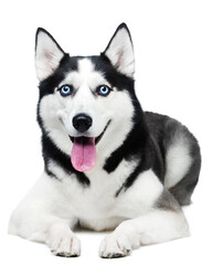 Husky dog with blue eyes lying on a white background