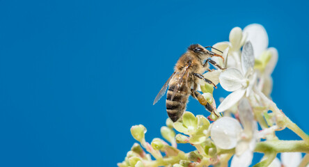 bee (apis mellifera) on a flower close up