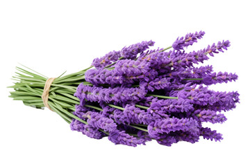 Lavender Dreams: Embracing the Tranquil Beauty of Purple Hues isolated on transparent background