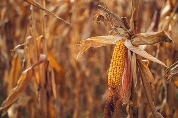 Ripe corn for harvest, yellow ear of corn with dry grains on stalk in cultivated agricultural plantation