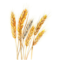Watercolor Ears of wheat, cut out on white background