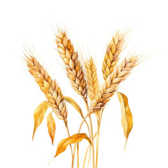 Watercolor Ears of wheat, cut out on white background