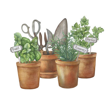 recommend clip art: Terracotta ceramic pots with culinary herb rosemary, parsley and basil plant. Vintage scissors, pruners, scoop and rake for garden work. Hand drawn watercolor painting illustration isolated