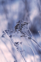 Zimowa łąka -14stopni i chwasty w zimowej aurze. Suche badyle i rośliny zimą.