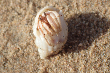 small crab in the shell