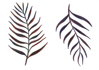 Fototapeta na wymiar Colored palm fronds drawn in pencil. Tropical palm leaves isolated on a white background. Sketch of palm leaves