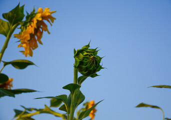 Sunflower fields with sunflower are blooming on the background of the sky in sunny days and hot weather. 