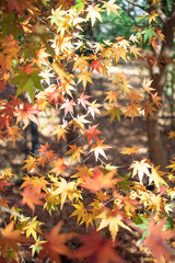 光の当たる紅葉