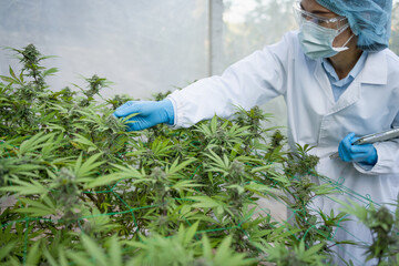Researchers research and record data from cannabis plants on hemp farms. Medical marijuana, cbd and hash oil, Concept of herbal alternative medicine, cbd oil, pharmaceptical industry