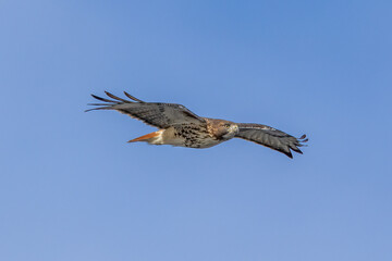 red tailed hawk