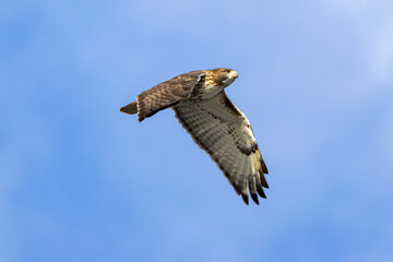 red tailed hawk in flight