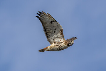 red tailed hawk