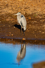 great blue heron