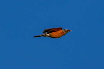 robin in flight