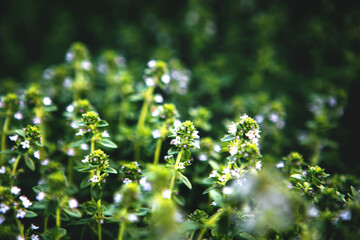Selective soft focused Sweet Basil green plants with flowers growing texture Local vegetable...