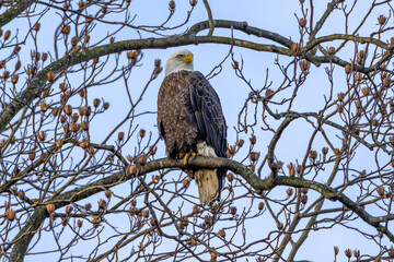 white tailed eagle