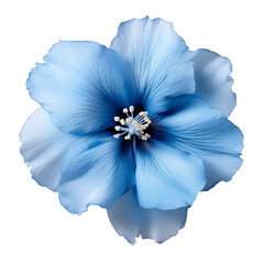 Blue flower isolated on transparent background - obrazy, fototapety, plakaty