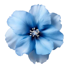 Foto op Canvas Blue flower isolated on transparent background © Ehtisham