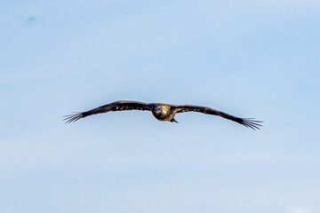 eagle in flight
