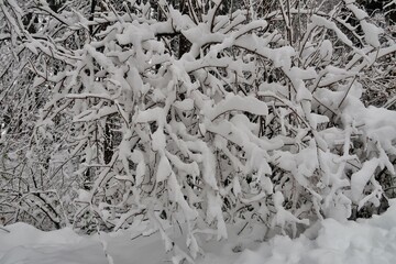 Winterwald im Schnee