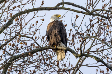bird of prey