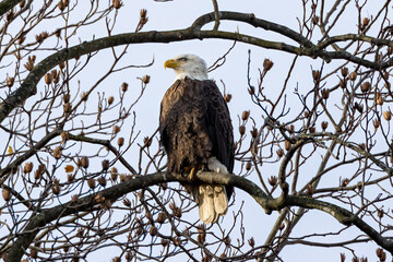bird of prey