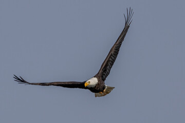 bald eagle in flight