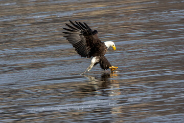 bald eagle
