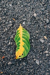 Composition of leaves on street asphalt at daytime