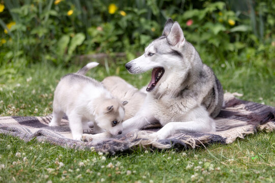 Siberian Husky family dog and puppies