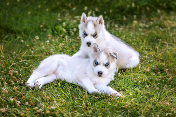 Fototapeta premium Two small husky puppies with blue eyes, portrait