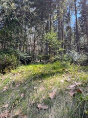 Polska złota jesień. Piękna Polska przyroda.  © marriaci_photo