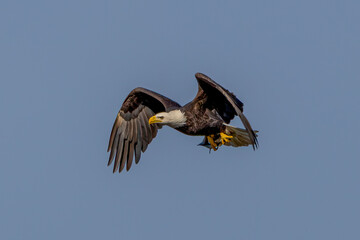 eagle in flight