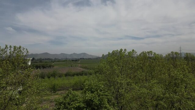 plantation of walnut trees in the commune of buin chile