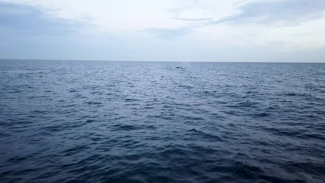 Take Humpback whales in the Sea of ​​Cortes in los cabos