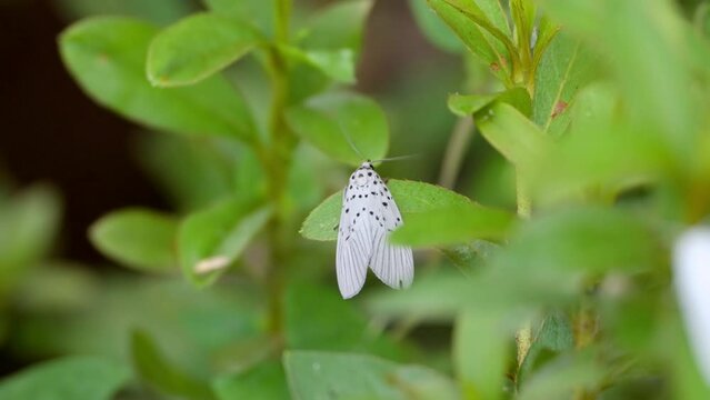 Agrisius Guttivitta White Moth with Black Spots Perched and Flies Away from Green Plant in South Korea