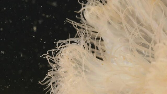 Sea anemone Metridium senile, order Actiniaria. Predator, catches food with tentacles. Tentacles close-up. White Sea