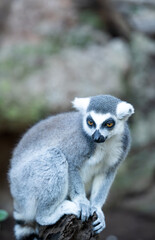 Fototapeta premium Ring-tailed lemur