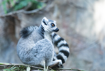 Ring-tailed lemur