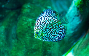 beautiful fish