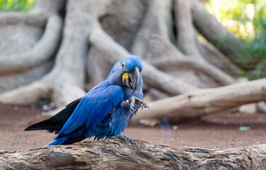 beautiful parrots living