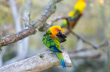 beautiful parrots living