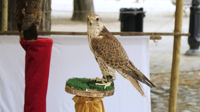 Captive Falcons Perched On The Stand Waiting For Show. - close up shot